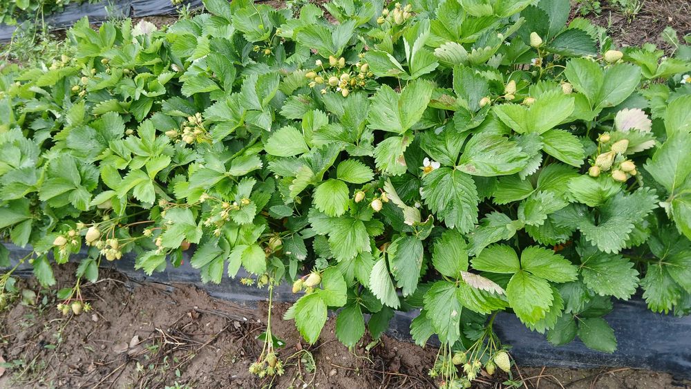 Разсад ягоди холадски и италянски