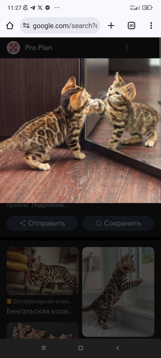 Bengalskiy kotata