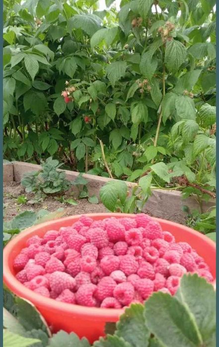 Продам домашнюю клубнику, вишню