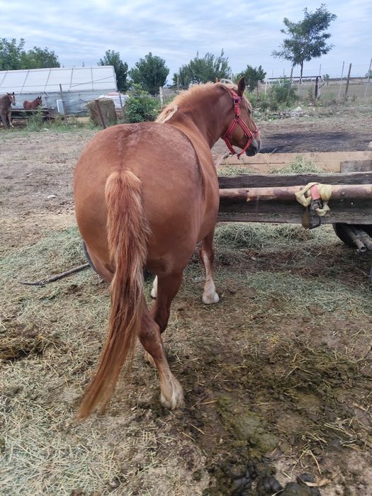 Iapa 5ani buna de Ham