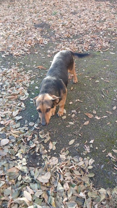 Собака срочно ищет дом