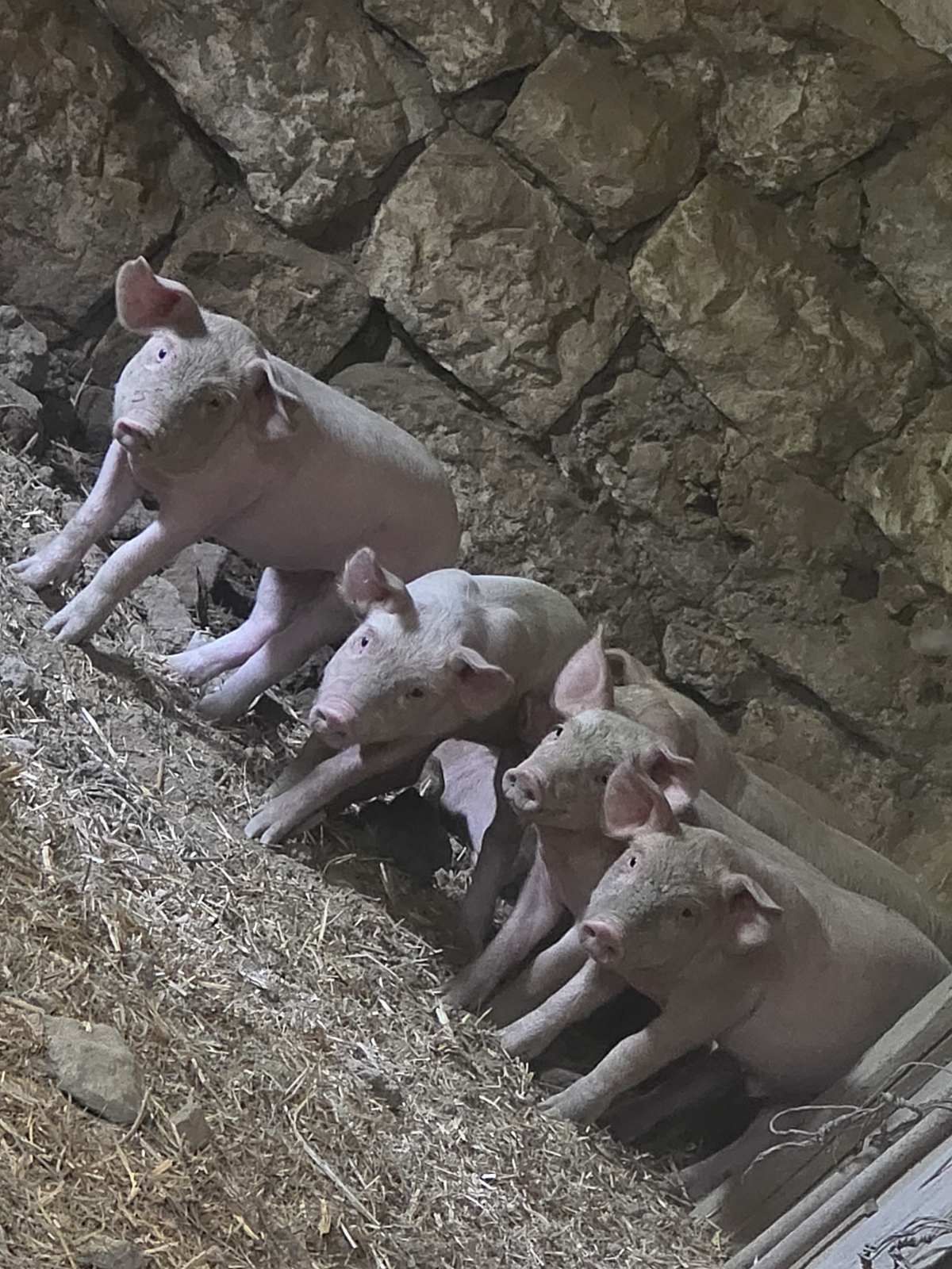 Продавам мъжки прасенца