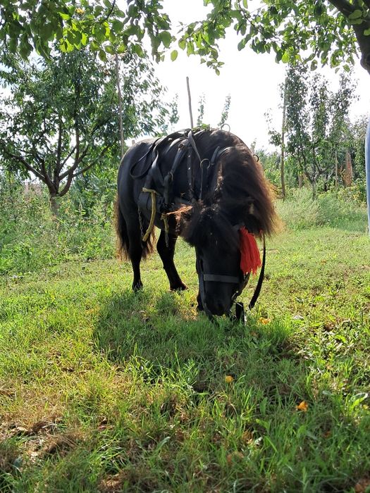 Ponei de vanzare