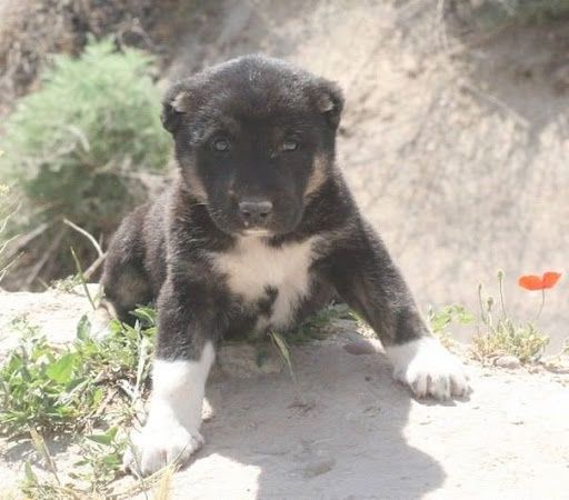 Чабань (чопони) срочно сотилади