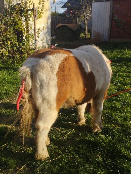 De vnzare ponei 4 ani fac și schimbi poze pe watap