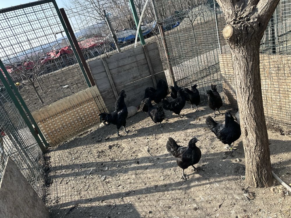 Oua incubat Ayam Cemani