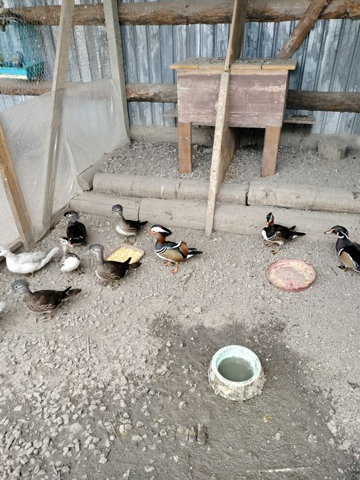 Fazani ,păuni , turturele ,papagali și rațe