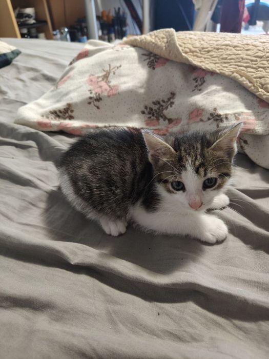 Dau spre adoptie 2 pui de pisica