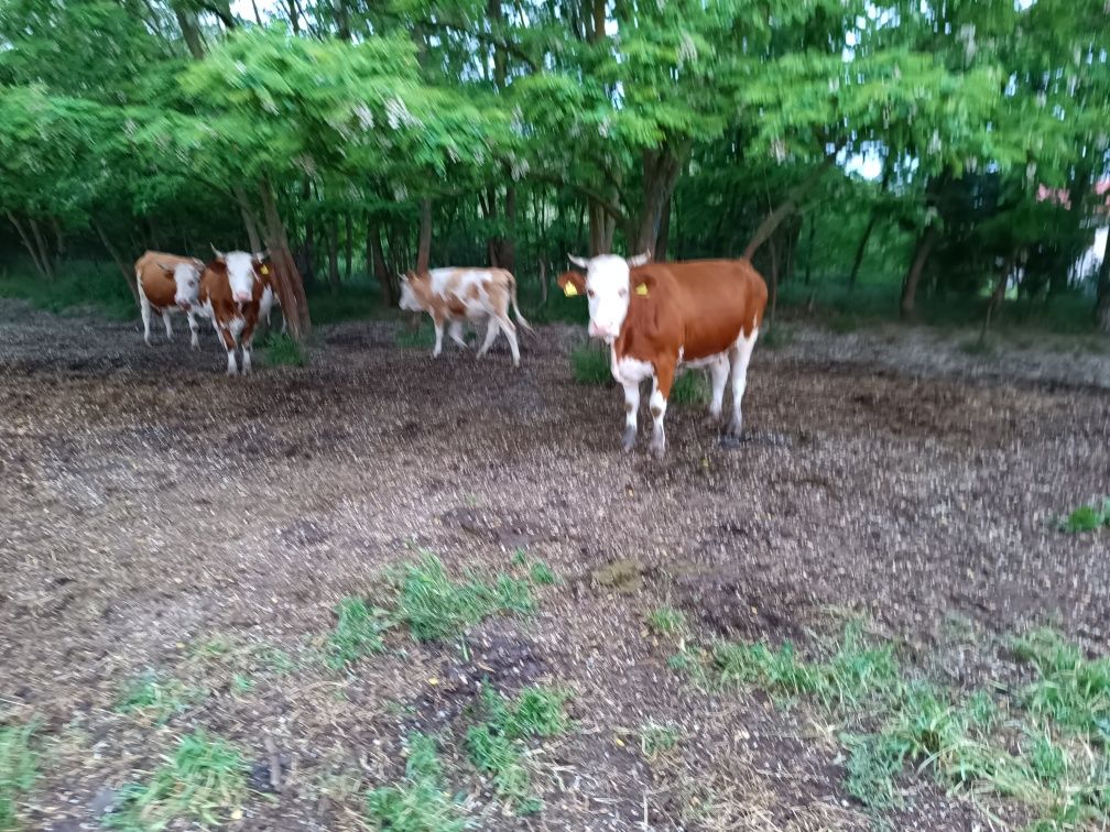 Vând doua Vaci Bălțată româneasca