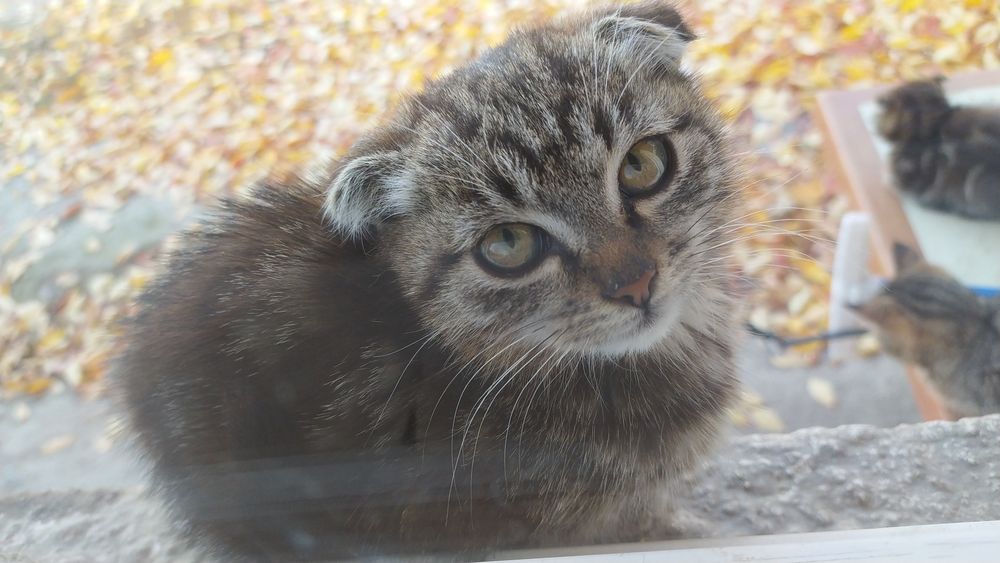 Отдам котят срочно