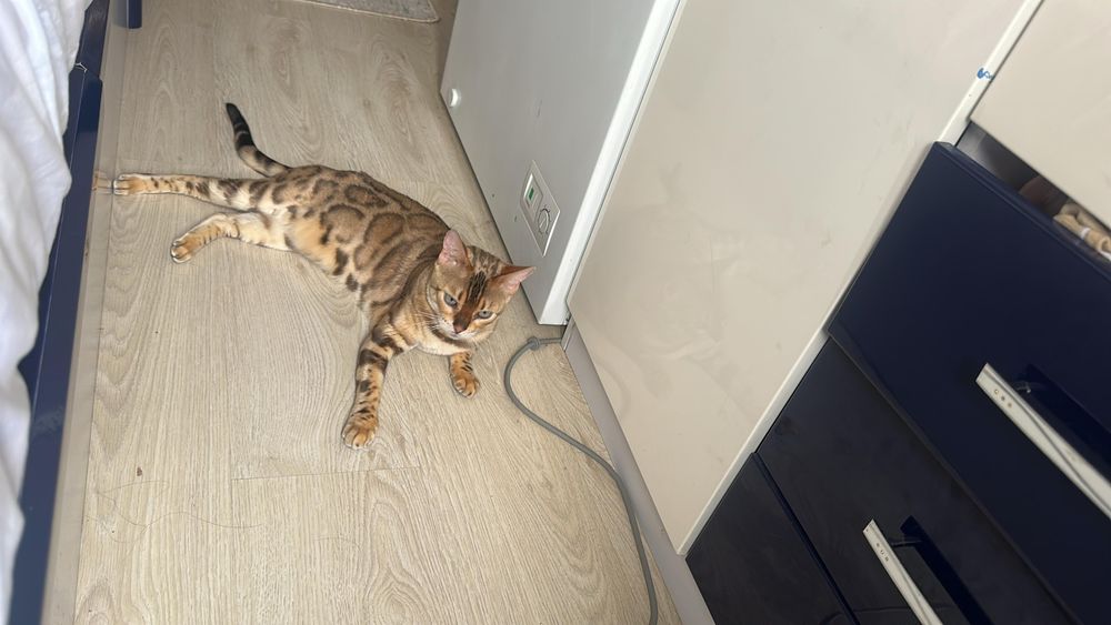 Продам бельгийскую кошку 1год