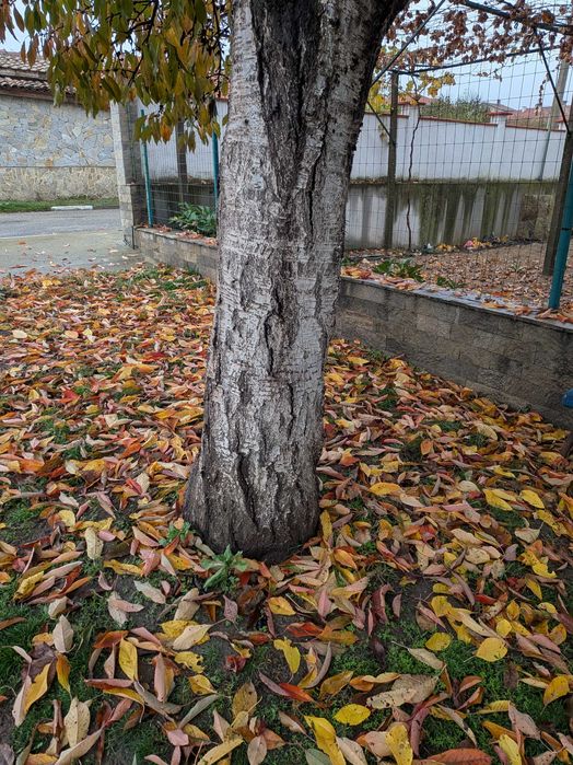 Ствол на череша и орех за дървен материал