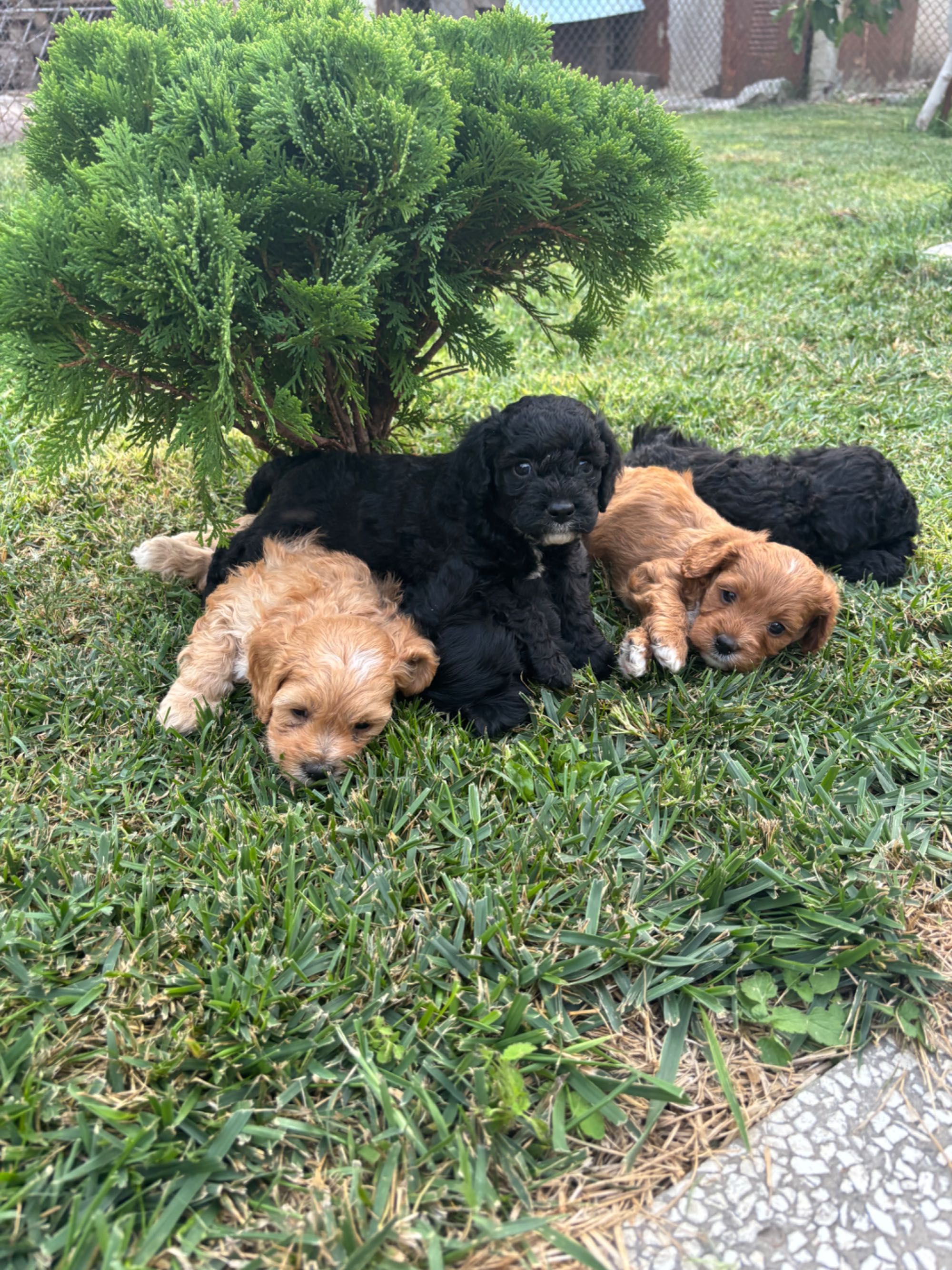 Кавапу & Cavapoo