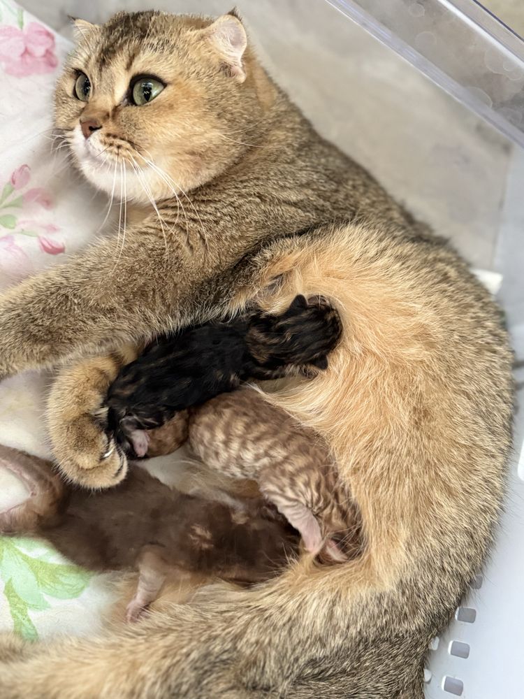 Открыта бронь на котят