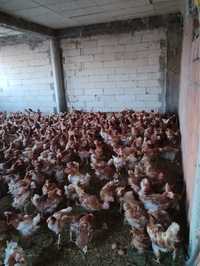 Vând găini roșii outoare crescute la sol transport gratuit