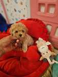 Maltipoo teacup,  mini toy