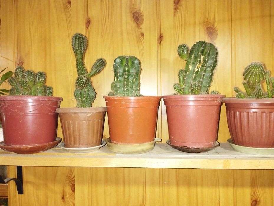 Продаются домашние цветы