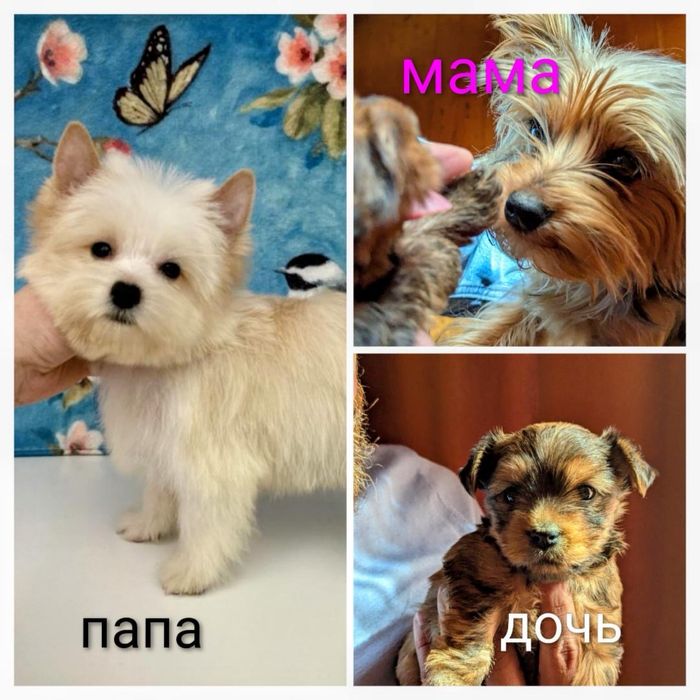 Йорки мини девочка