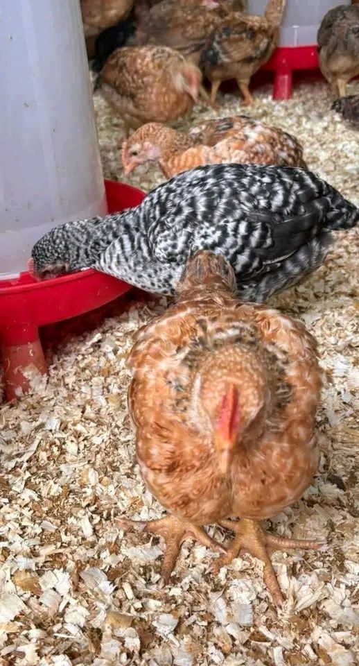 Ferma de pui rasă mixtă porumbac roșu Kabir gât golași