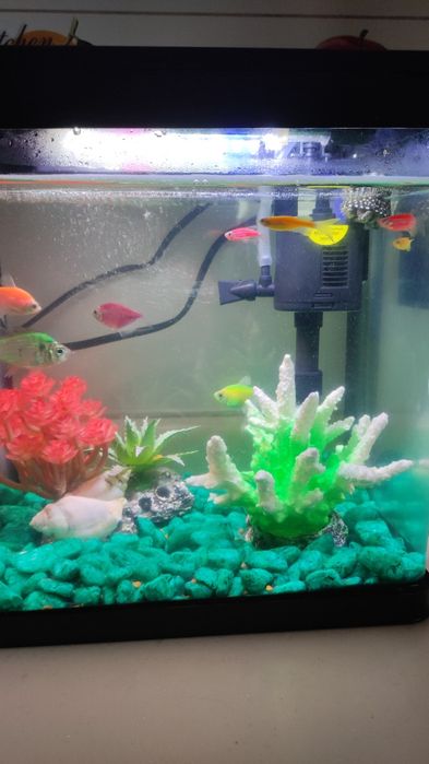 Baliq va akvarium full komplekti bilan