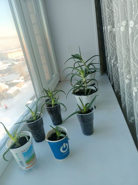 Продам алое отростоки