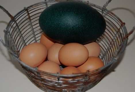 Vând ouă de Struț african