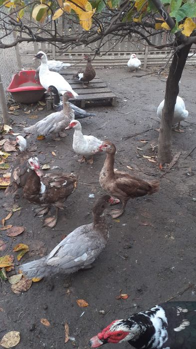 Rațe lesesti de vânzare.