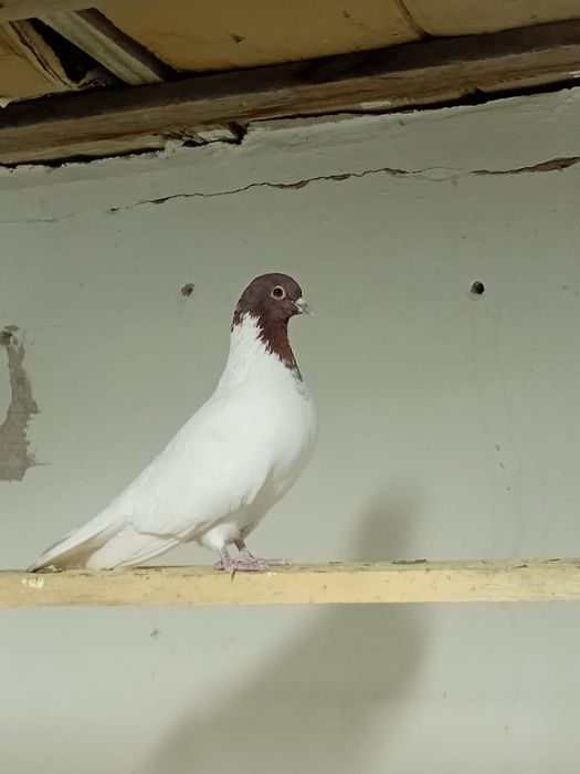 Кептер сатылады!