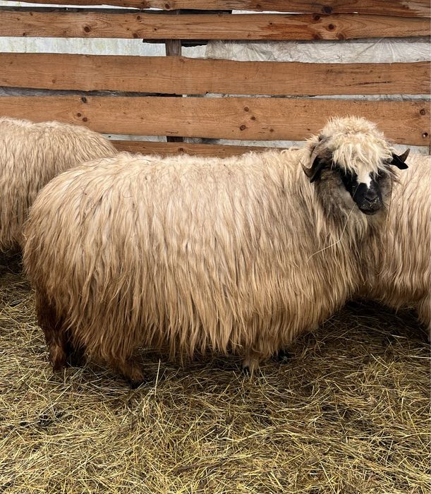 Berbecuț brez de vanzare