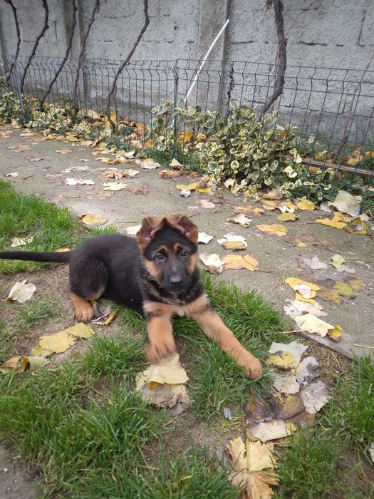 Femela ciobanesc german