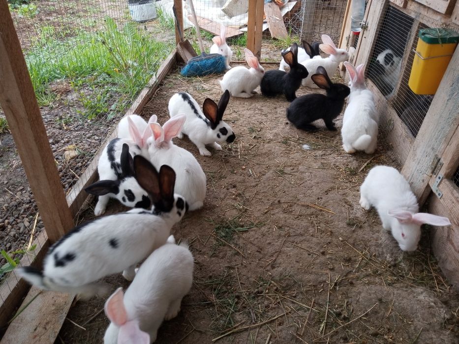 Vind iepuri uriaș german pestriț