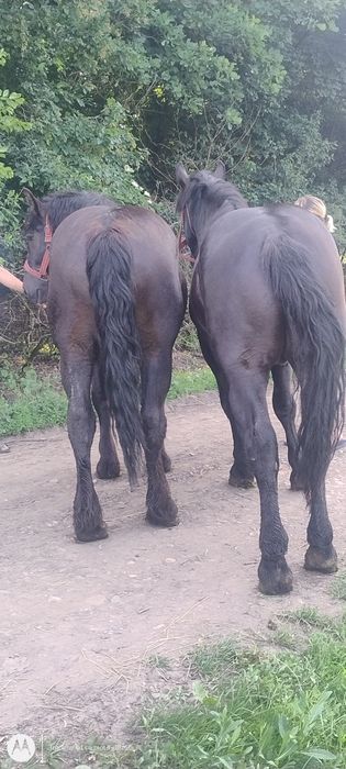 Manji negri garantati