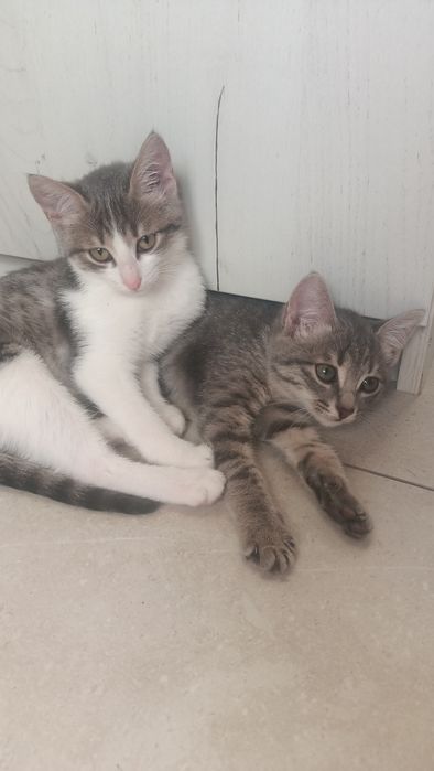 Отдам в хорошие руки котенка Акжар