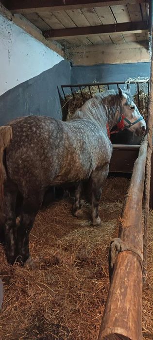 Vând iapă pentru pretențioși 6pe 7 ani