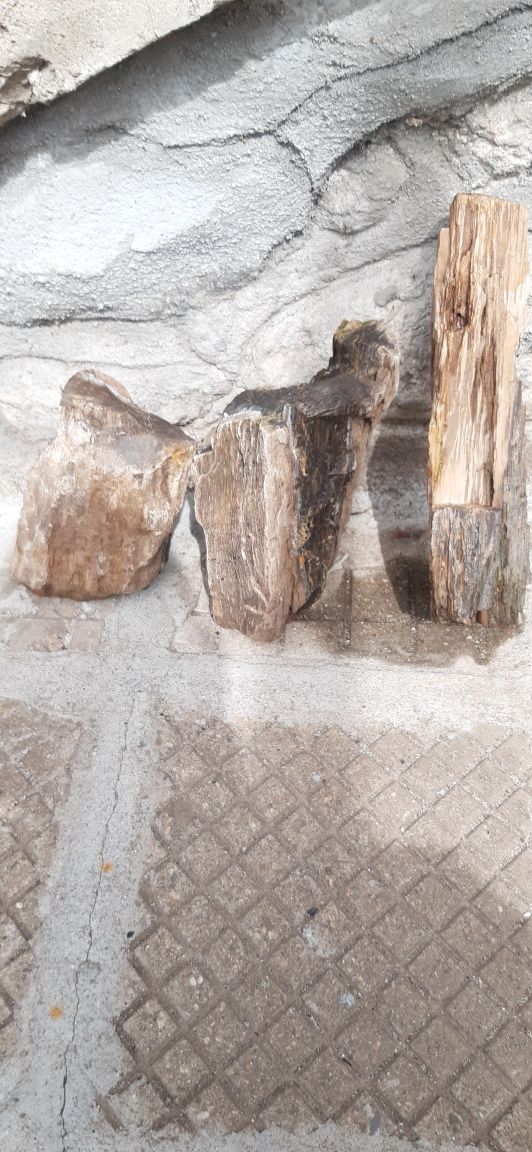 Вкаменено дърво, каменно дърво,дърво от камък