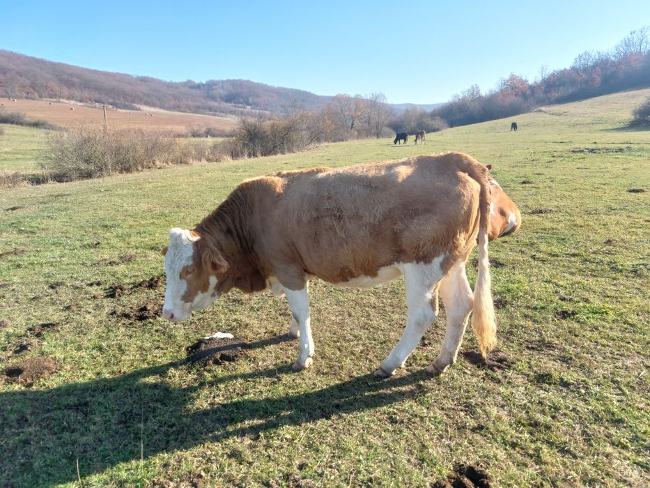 Vand doua juninci gestante