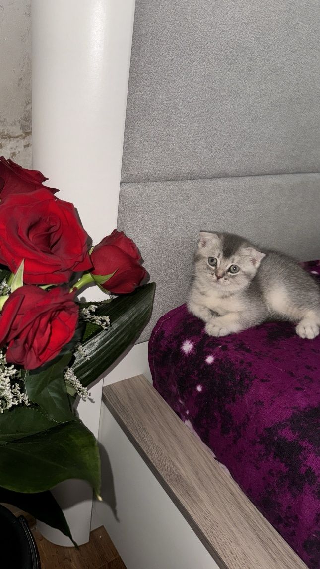 Продается Шотландский чистокровный вислоухий котенок