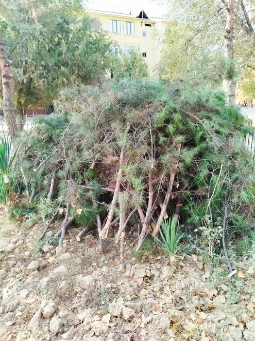 Archa shoxlari kesilgan