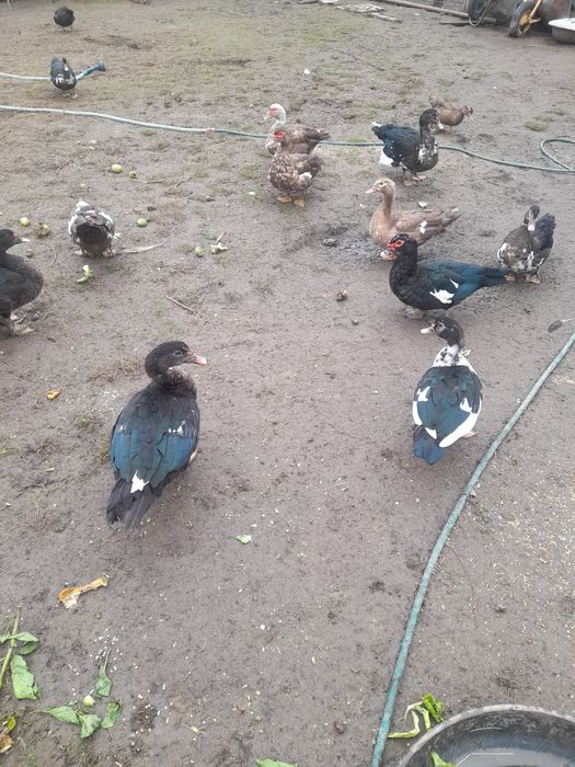 Vând rațe leșești