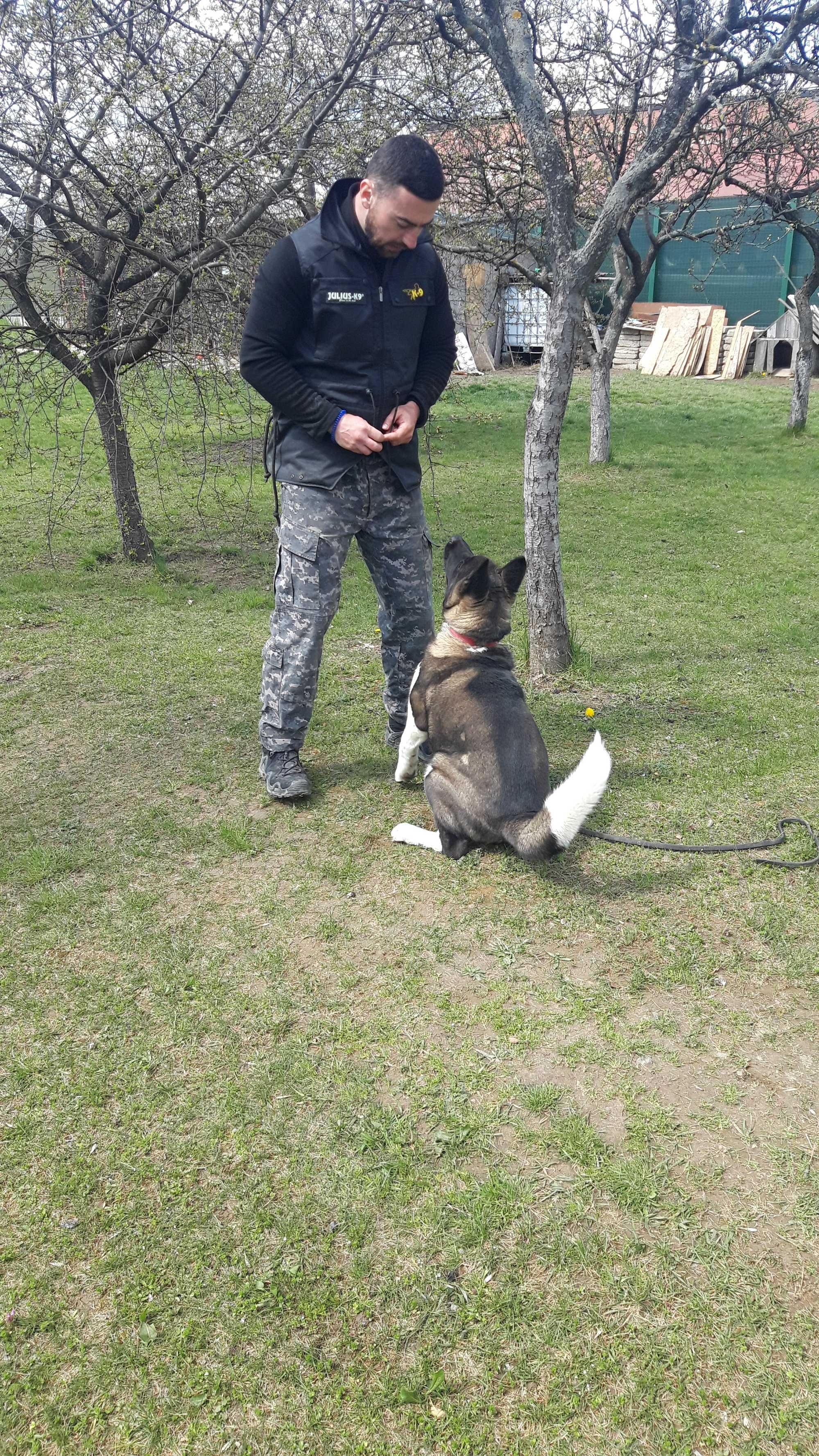 Dresaj canin Pitești