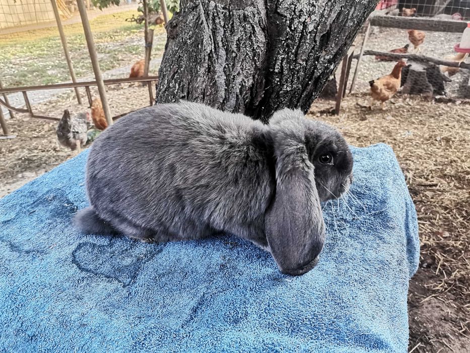 Iepuri berbec german