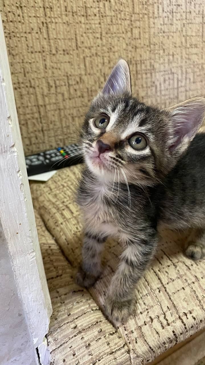 Котёнок в добрые руки
