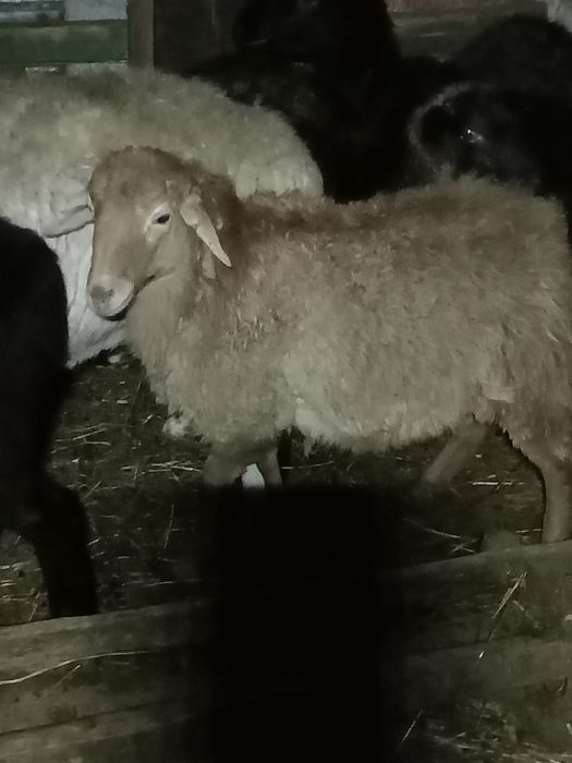 Продам баранов на развод