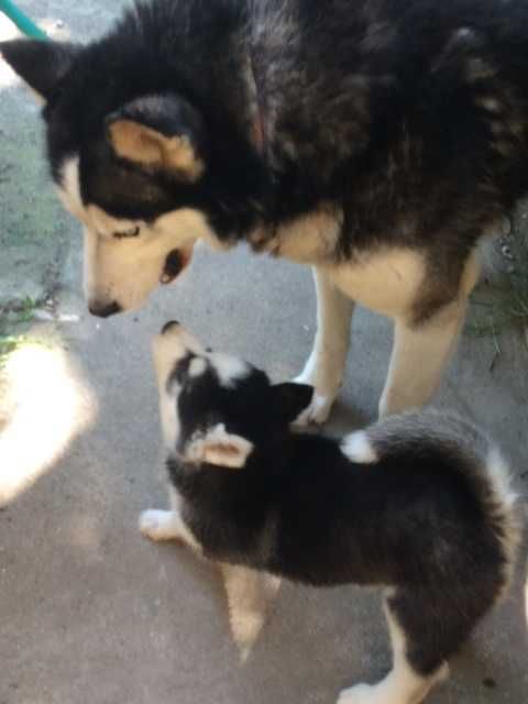 Pui husky siberian