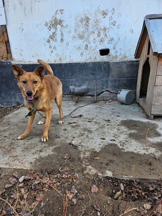 Собака с передержки