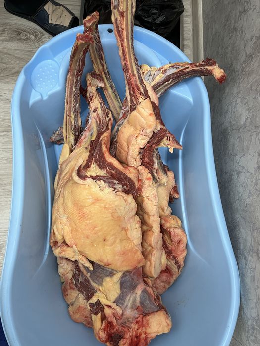 Согым 1аяк согым