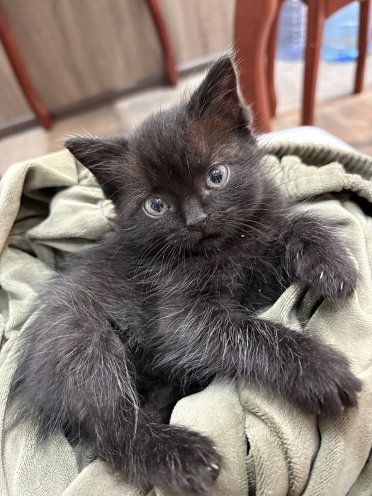 Малыш от Британца и Курильского Бобтейла