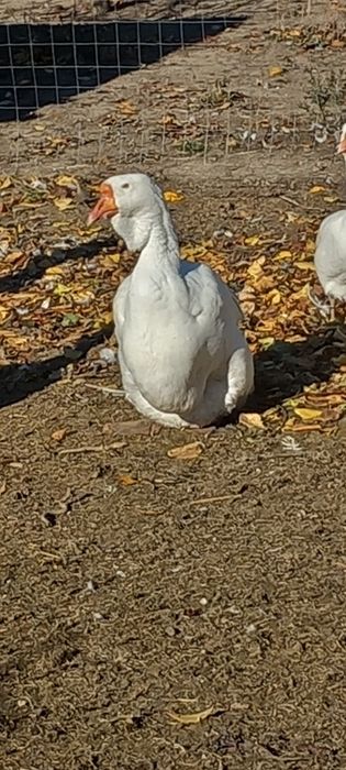 Pereche holmogor de vanzare