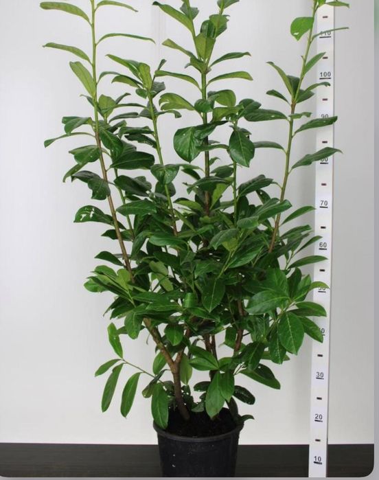 Plante ornamentale de gradina, exterior si interior, tuia,gard viu etc