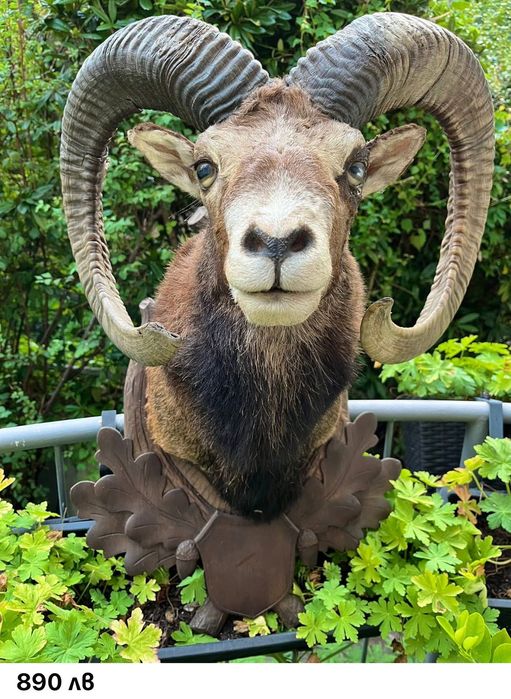 Препарирани трофеи от муфлон